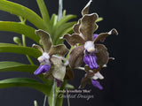 Vanda tessellata 'Blue', Cool, Fragrant - Orchid Design