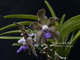 Vanda tessellata 'Blue', Cool, Fragrant - Orchid Design