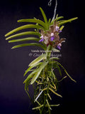 Vanda tessellata 'Blue', Cool, Fragrant - Orchid Design