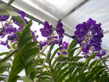 Vanda Pakchong Blue FCC/AOS - Huge Plant! - Orchid Design