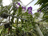 Vanda Pakchong Blue FCC/AOS - Huge Plant! - Orchid Design