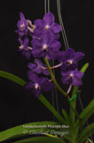 Vandachostylis Ploenpit Blue 'Royal Sapphire' - Orchid Design
