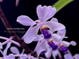 Vanda coerulescens Blue, species, fragrant, large blooming size! - Orchid Design