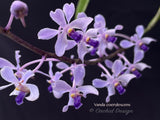 Vanda coerulescens Blue, species, fragrant, large blooming size! - Orchid Design