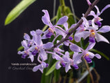 Vanda coerulescens Blue, species, fragrant, large blooming size! - Orchid Design