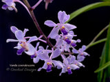 Vanda coerulescens Blue, species, fragrant, large blooming size! - Orchid Design