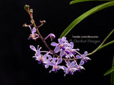 Vanda coerulescens Blue, species, fragrant, large blooming size! - Orchid Design