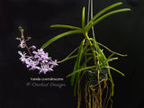 Vanda coerulescens Blue, species, fragrant, large blooming size! - Orchid Design