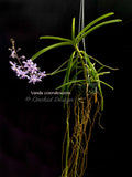 Vanda coerulescens Blue, species, fragrant, large blooming size! - Orchid Design