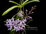 Vanda coerulescens Blue, species, fragrant, large blooming size! - Orchid Design