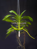 Vanda denisoniana - Orchid Design