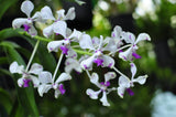 Rare species Vanda luzonica – Fragrant! - Orchid Design