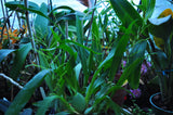 Oncidium Twinkle 'Fragrance Fantasy' - Orchid Design