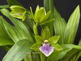 Zygoneria Sweet Jade ‘Sweet Cheyenne’, Fragrant In Spikes - Orchid Design