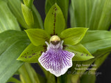 Zygoneria Sweet Jade ‘Sweet Cheyenne’, Fragrant In Spikes - Orchid Design