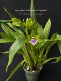 Zygoneria Sweet Jade ‘Sweet Cheyenne’, Fragrant In Spikes - Orchid Design