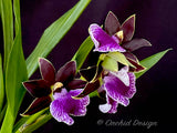 Zygopetalum (Arthur Elle 'Randy' X Bright Eyes 'Cobalt') – Fragrant - Orchid Design