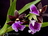 Zygopetalum (Arthur Elle 'Randy' X Bright Eyes 'Cobalt') – Fragrant - Orchid Design