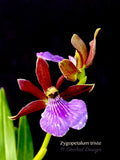 Zygopetalum triste – Species, Fragrant - Orchid Design