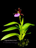 Zygopetalum triste – Species, Fragrant - Orchid Design