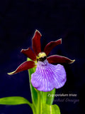 Zygopetalum triste – Species, Fragrant - Orchid Design