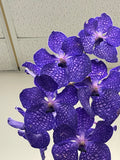 Vanda Pakchong Blue FCC/AOS - Huge Plant! - Orchid Design