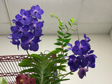 Vanda Pakchong Blue FCC/AOS - Huge Plant! - Orchid Design