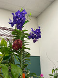 Vanda Pakchong Blue FCC/AOS - Huge Plant! - Orchid Design