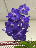 Vanda Pakchong Blue FCC/AOS - Huge Plant! - Orchid Design