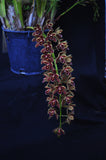 Cym. Mad Doctor ‘Bryce’ HCC/AOS – Pendulous - Orchid Design